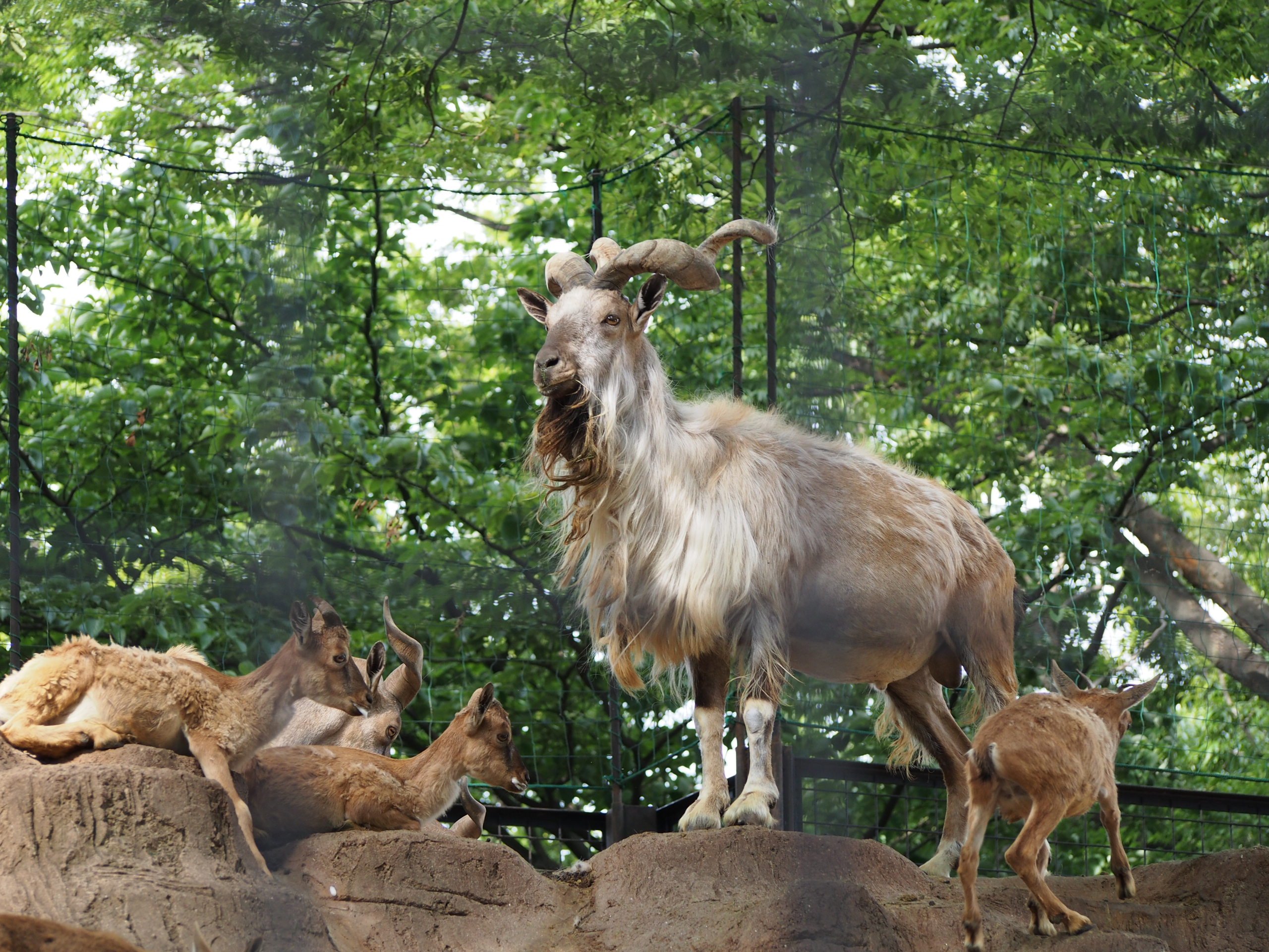 🏞️ 꿈의 언덕 동물공원 (유메미가사키 도부츠코엔) 이미지 3